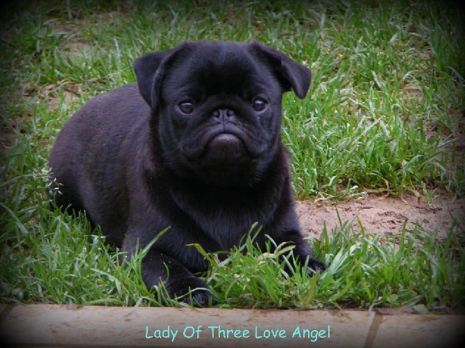 of three love angel - LADY OF THREE LOVE ANGEL
