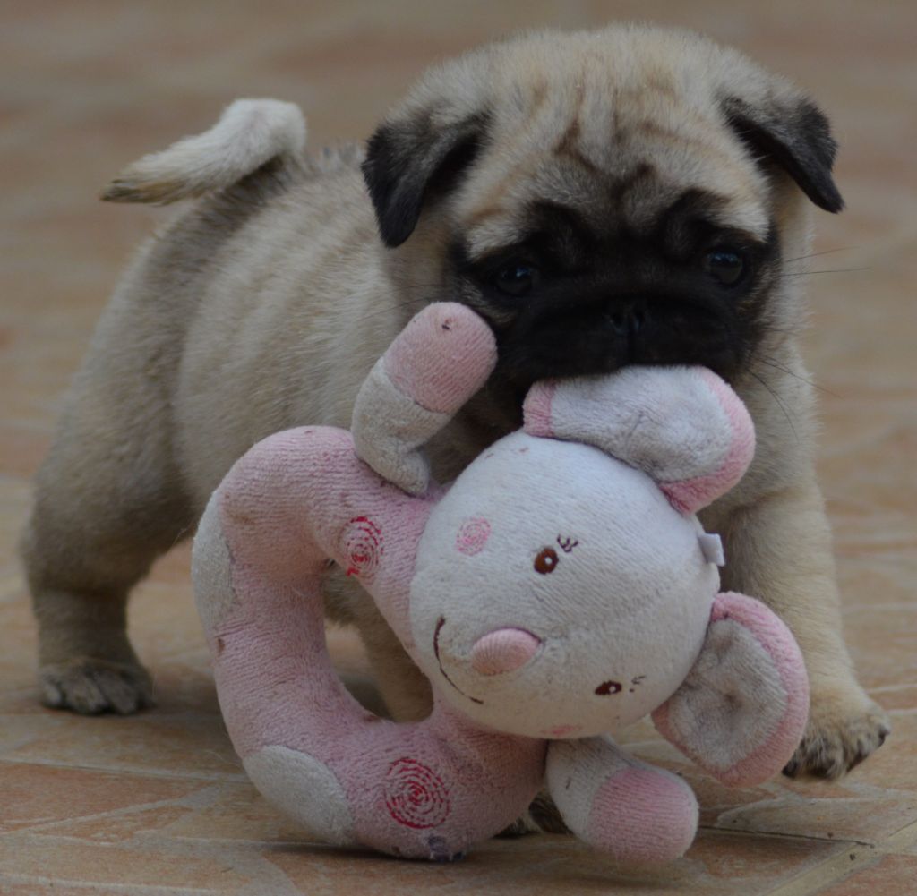 of three love angel - ROLLING PUG OF THREE LOVE ANGEL