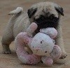  - ROLLING PUG OF THREE LOVE ANGEL