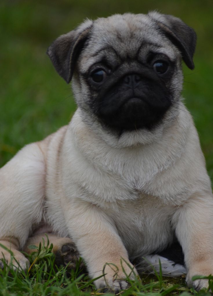 of three love angel - Chiot disponible  - Carlin