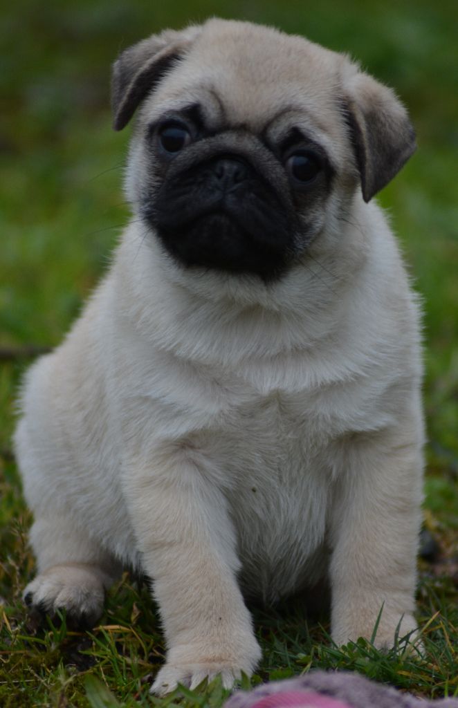 of three love angel - Chiot disponible  - Carlin