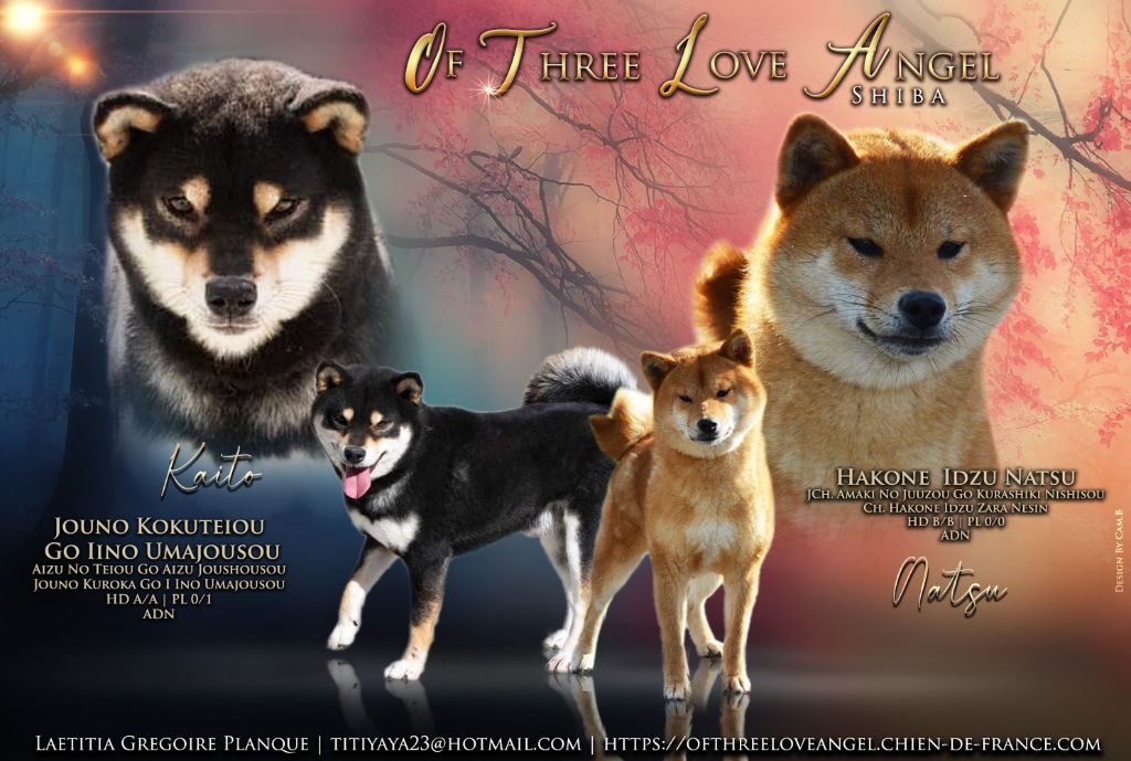 chiot Shiba of three love angel