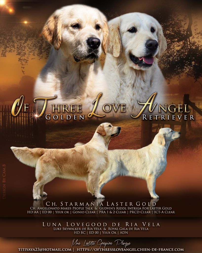 chiot Golden Retriever of three love angel