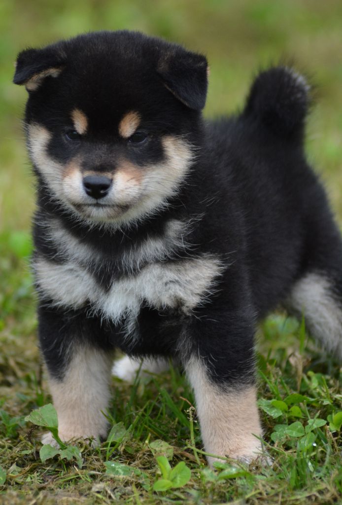 of three love angel - Chiot disponible  - Shiba