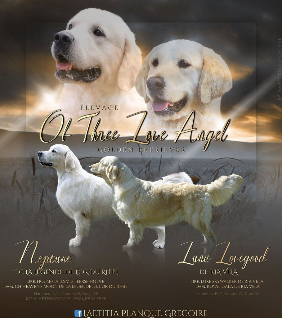 of three love angel - Golden Retriever - Portée née le 15/06/2020
