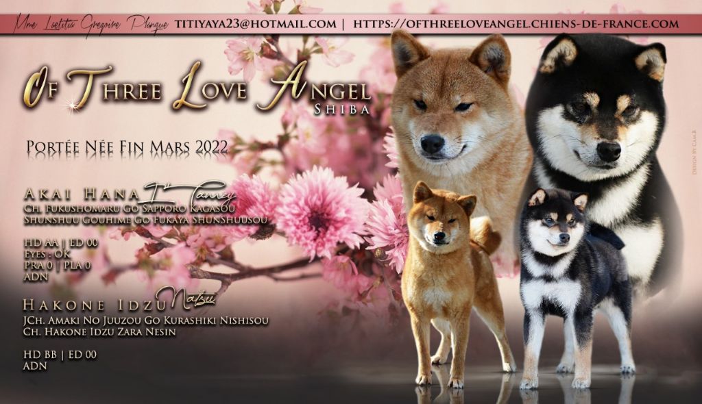 chiot Shiba of three love angel