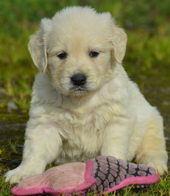 of three love angel - Golden Retriever - Portée née le 04/01/2025