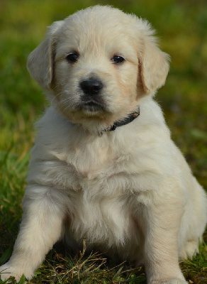 of three love angel - Golden Retriever - Portée née le 13/01/2025