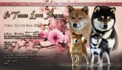of three love angel - Shiba - Portée née le 25/03/2022