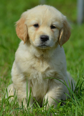 of three love angel - Golden Retriever - Portée née le 26/04/2024