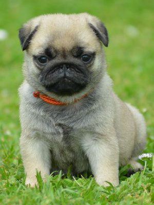 TINY (Collier Orange)