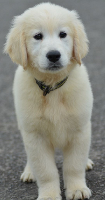 TAHO (Collier Jaune)