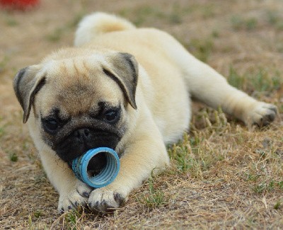 TOOTIE (Collier Bleu)