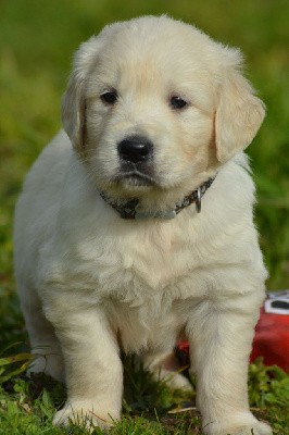 CHIOT 4 (Collier Bleu et Marron)