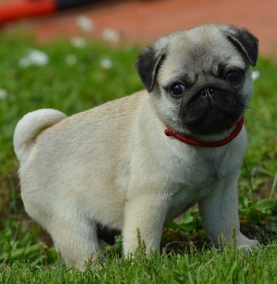 SANCHO (collier Rouge)