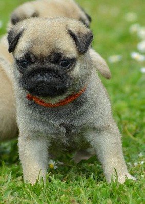 TINY (Collier Orange)