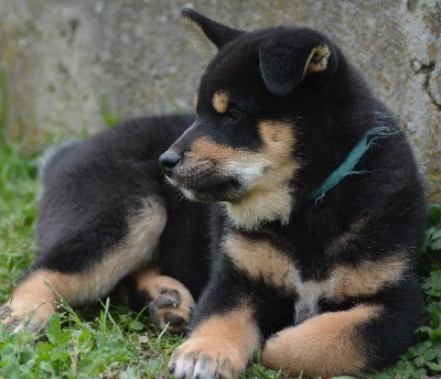 TOBBY (Collier Bleu)