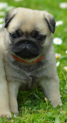 TINY (Collier Orange)