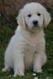 SHELBY (collier beige)