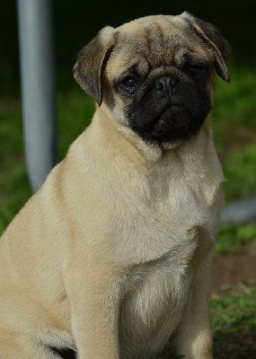 TASCO (Collier Vert)