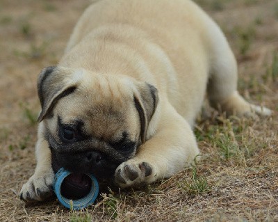 TOOTIE (Collier Bleu)