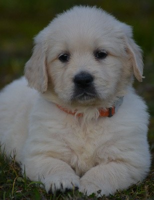 ABBY (Collier Orange)