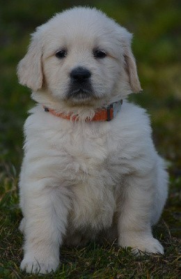 ABBY (Collier Orange)