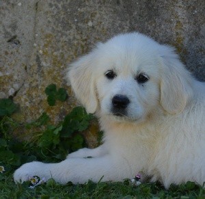 SWEETY (collier bleu)