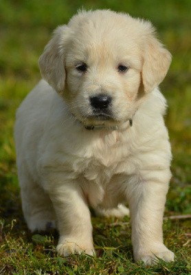 CHIOT 4 (Collier Bleu et Marron)