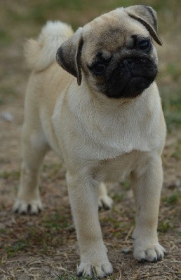 TOOTIE (Collier Bleu)