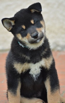 TOBBY (Collier Bleu)