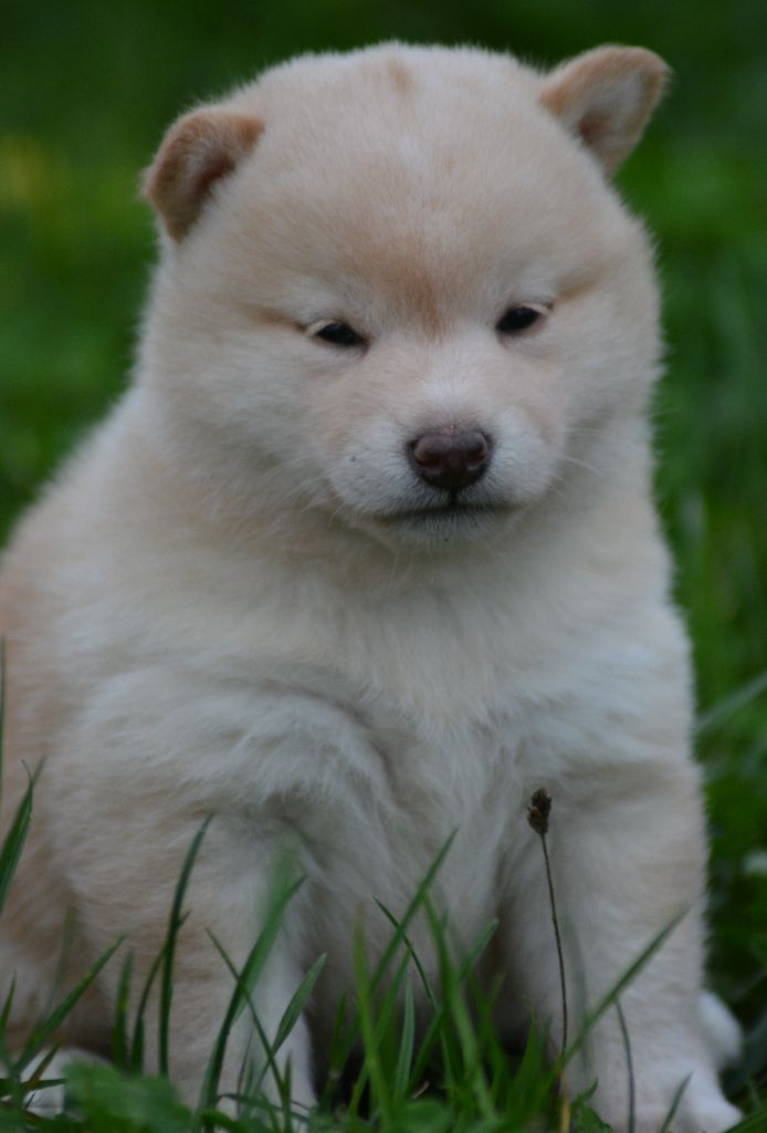 of three love angel - Chiot disponible  - Shiba