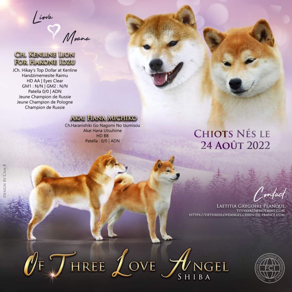 chiot Shiba of three love angel