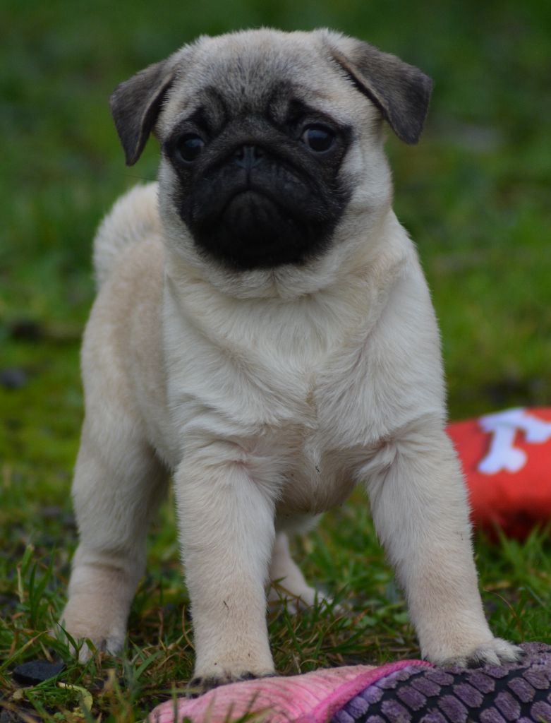 of three love angel - Chiot disponible  - Carlin