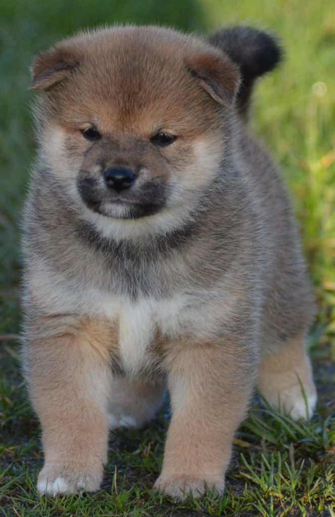 of three love angel - Shiba - Portée née le 25/01/2025