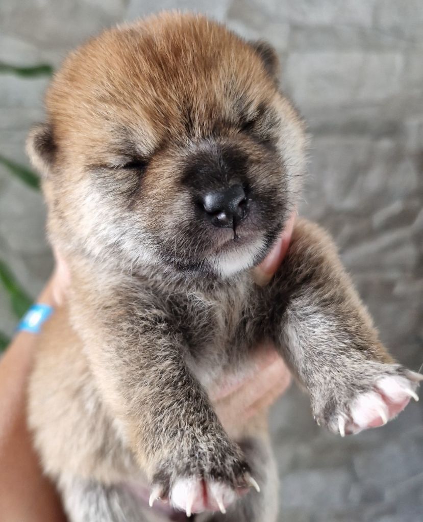of three love angel - Chiots disponibles - Shiba