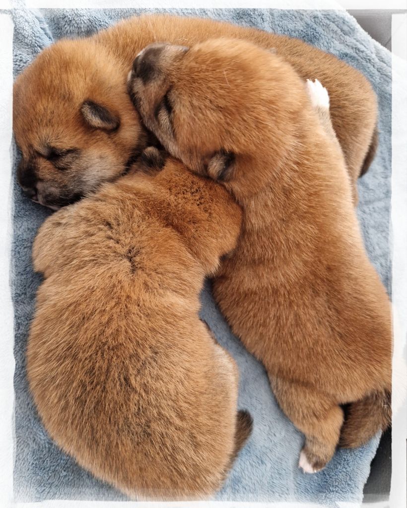 of three love angel - Shiba - Portée née le 25/08/2025