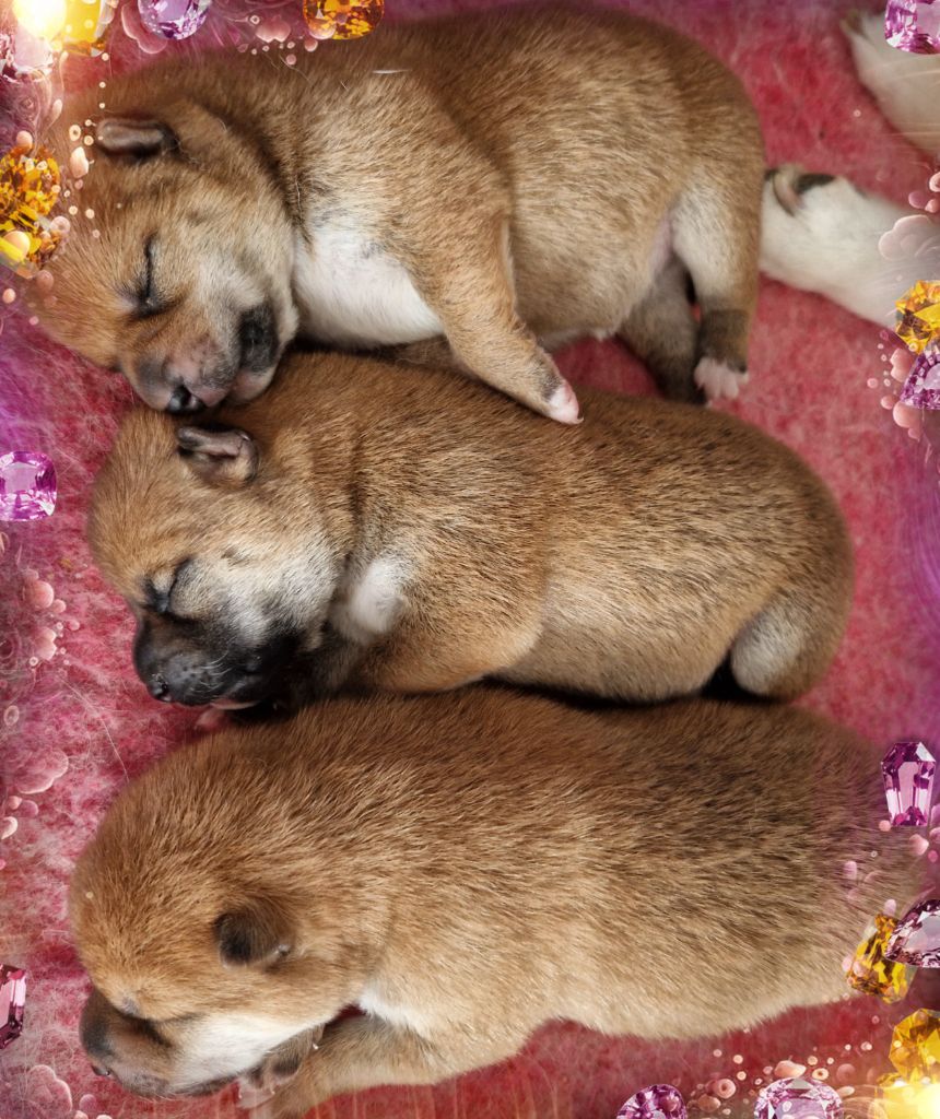 Chiot Shiba of three love angel