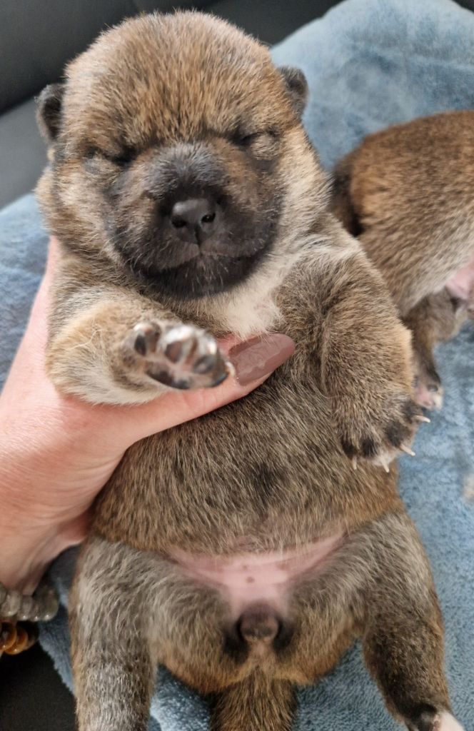 of three love angel - Chiots disponibles - Shiba
