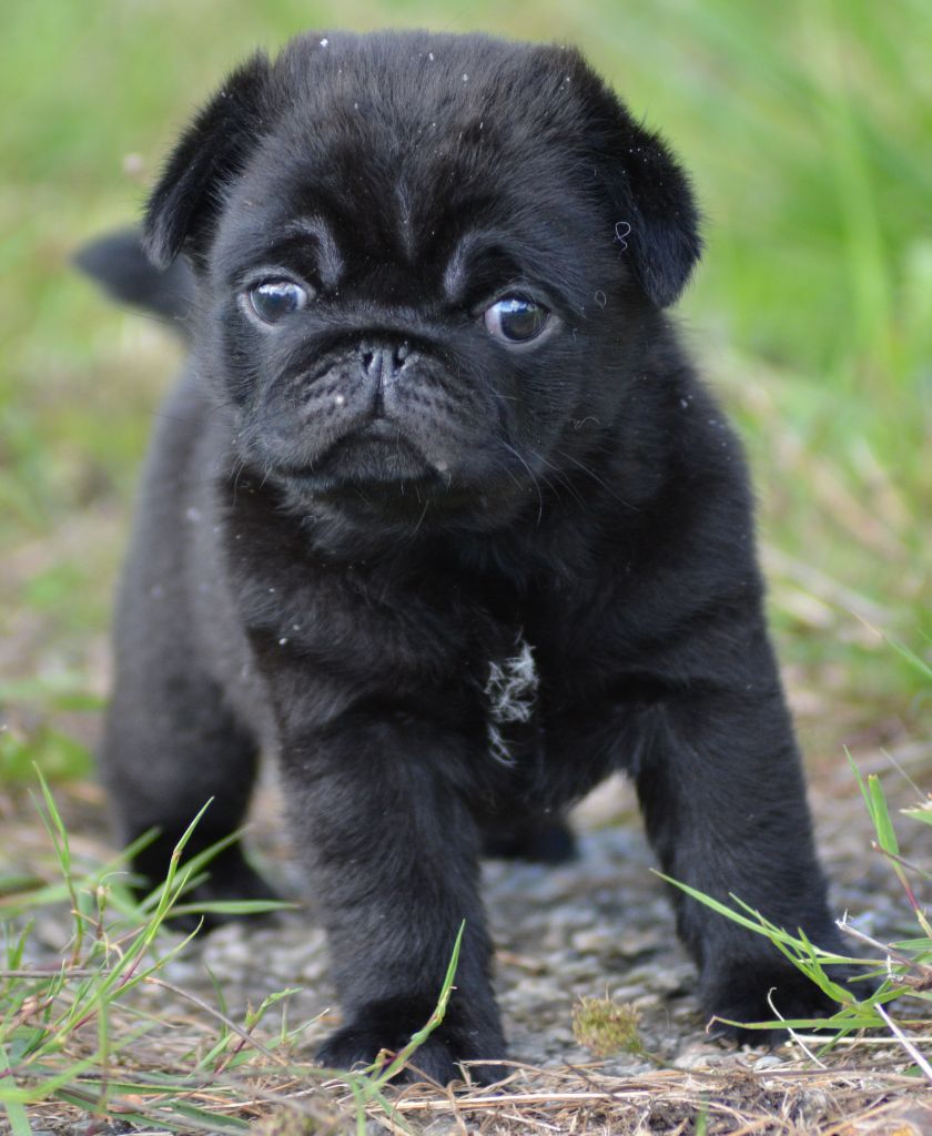 of three love angel - Chiots disponibles - Carlin