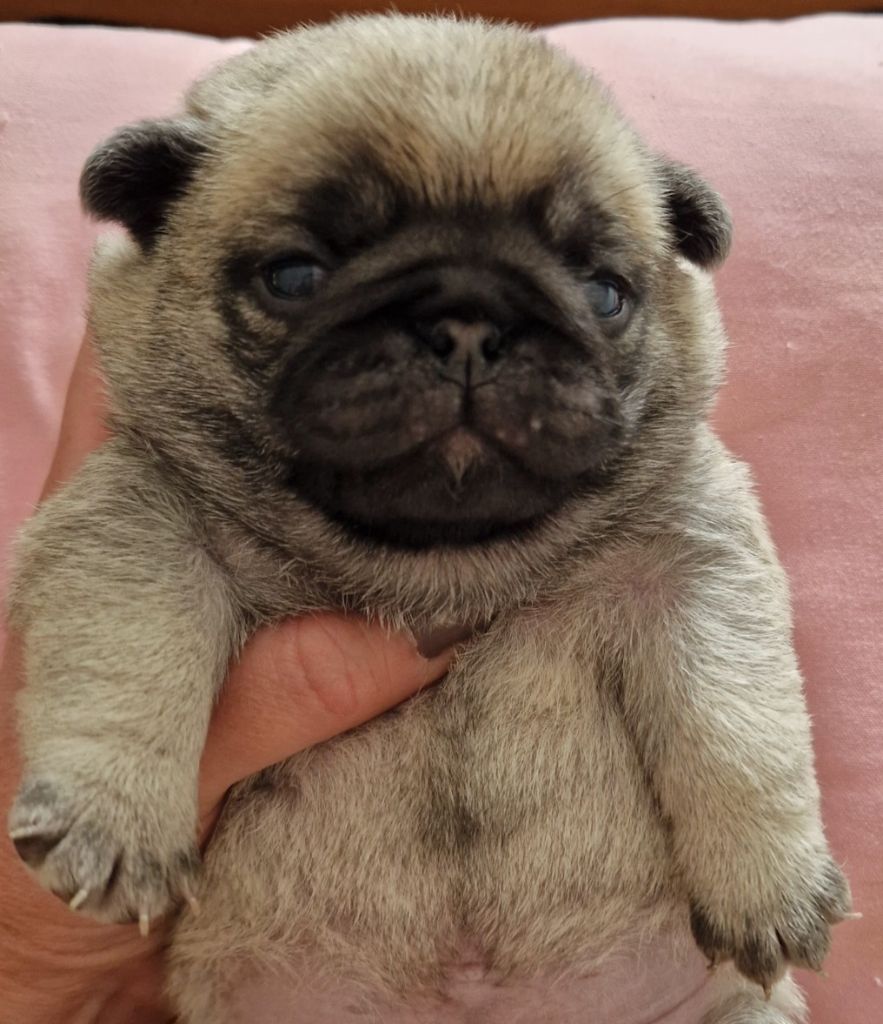 of three love angel - Chiots disponibles - Carlin