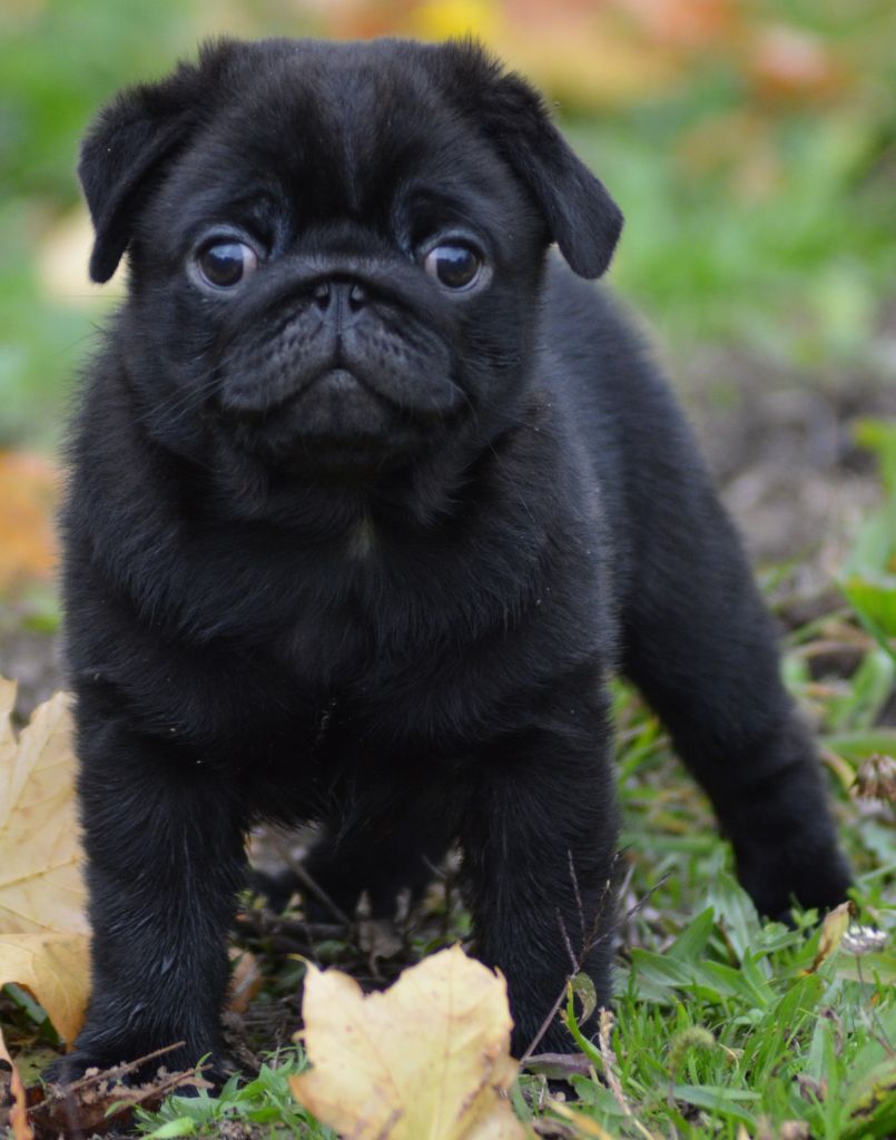 of three love angel - Chiots disponibles - Carlin