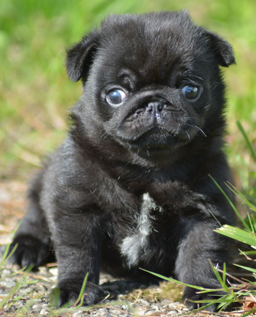 of three love angel - Chiots disponibles - Carlin