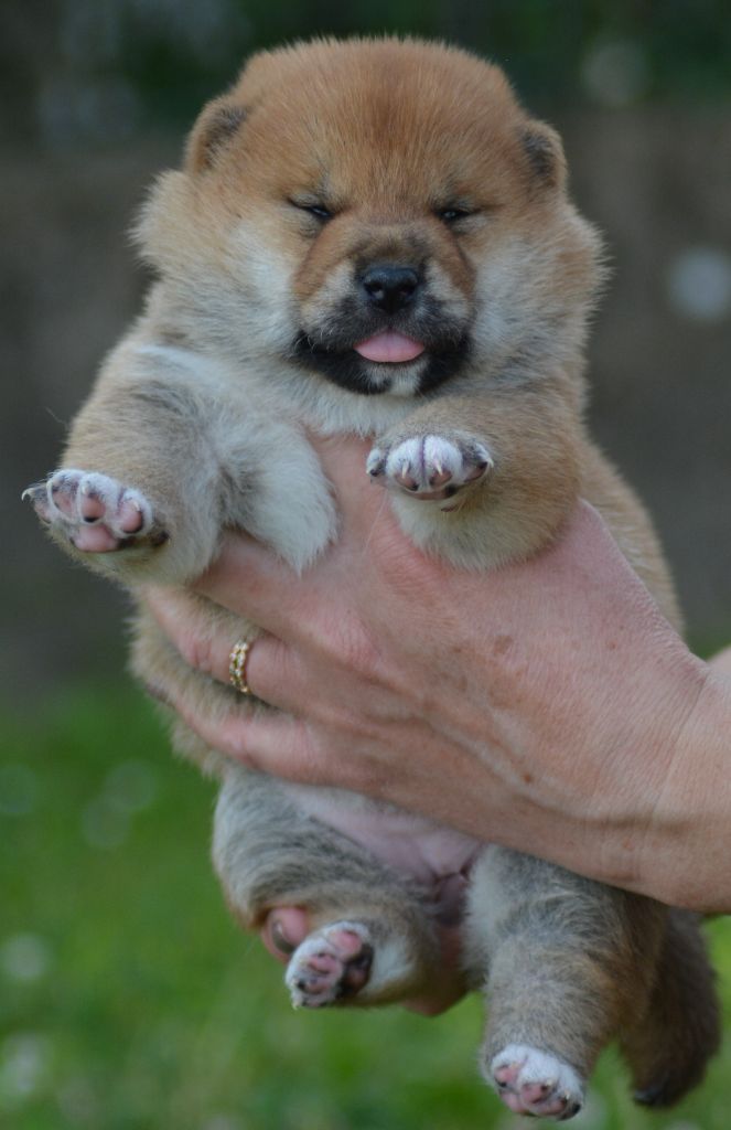 of three love angel - Chiots disponibles - Shiba