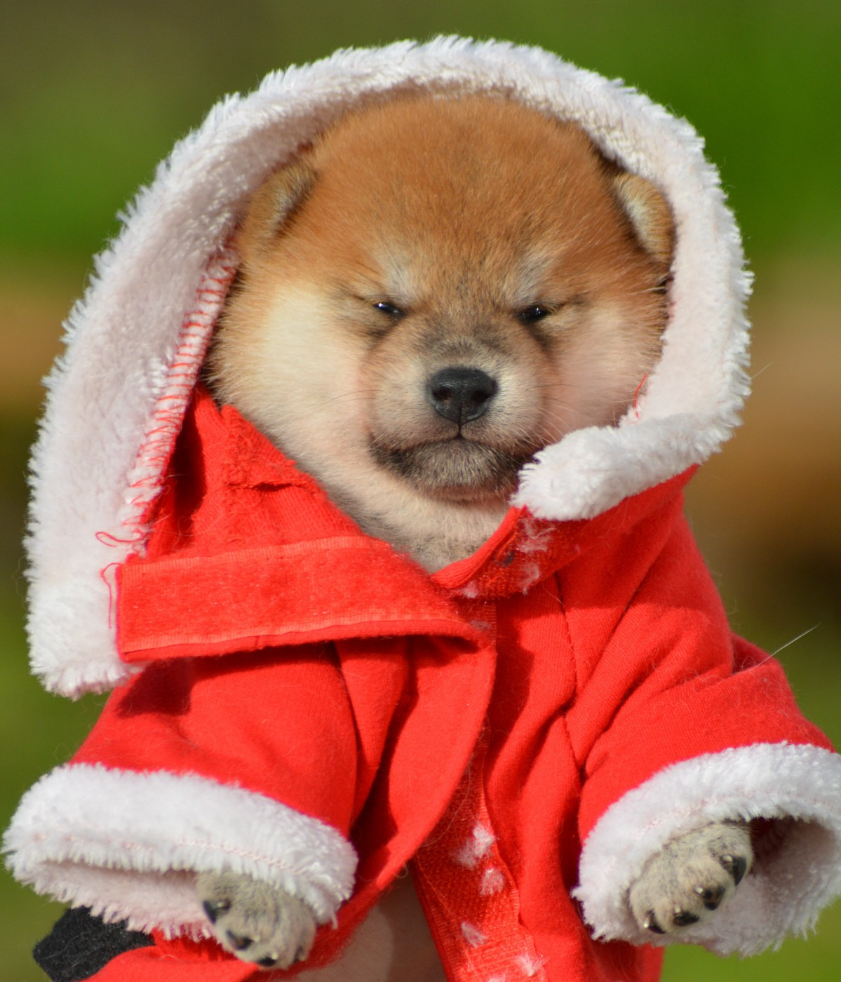 of three love angel - Chiots disponibles - Shiba