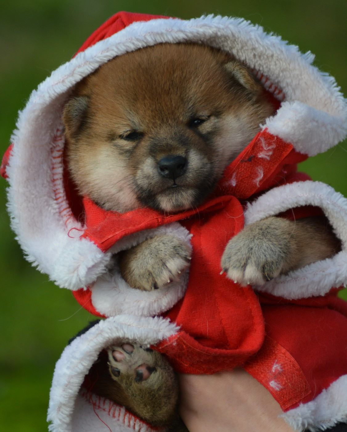 of three love angel - Chiots disponibles - Shiba