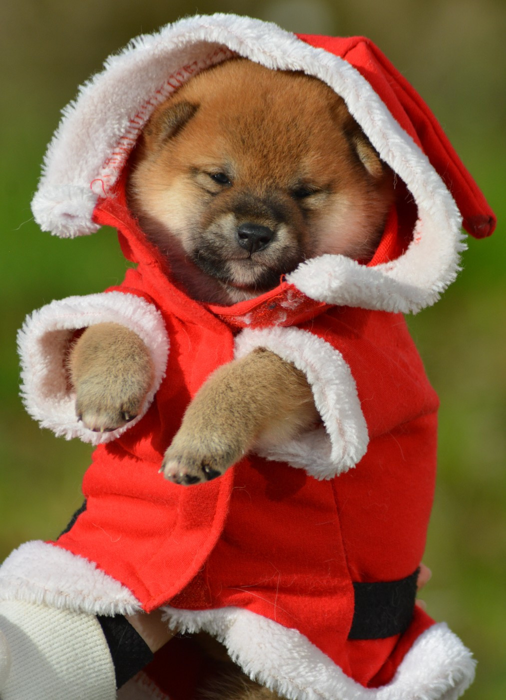 of three love angel - Chiots disponibles - Shiba