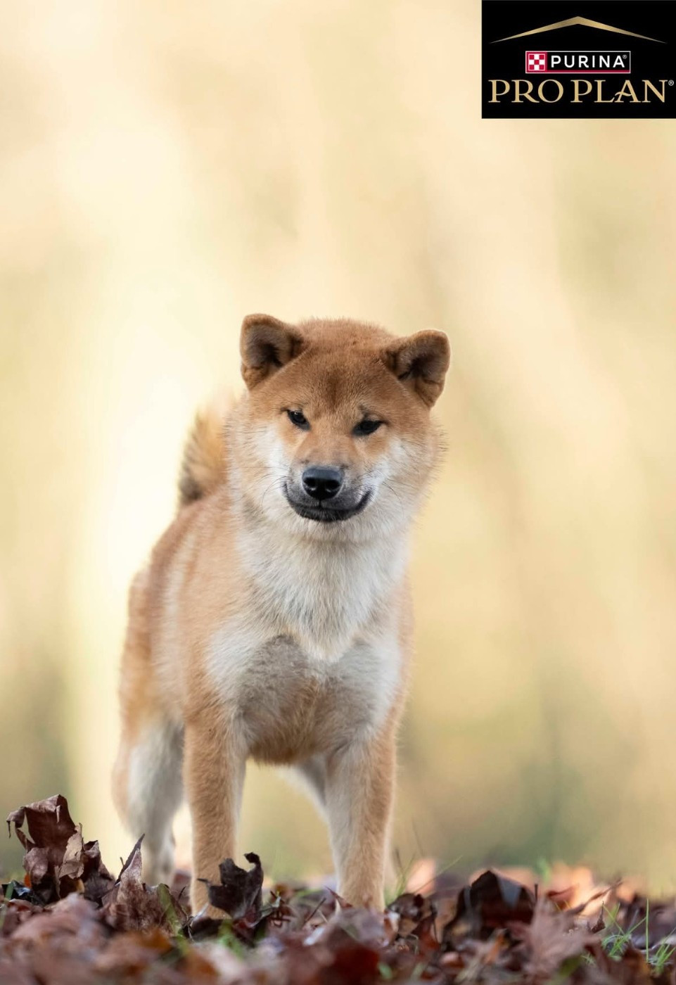 of three love angel - Chiots disponibles - Shiba