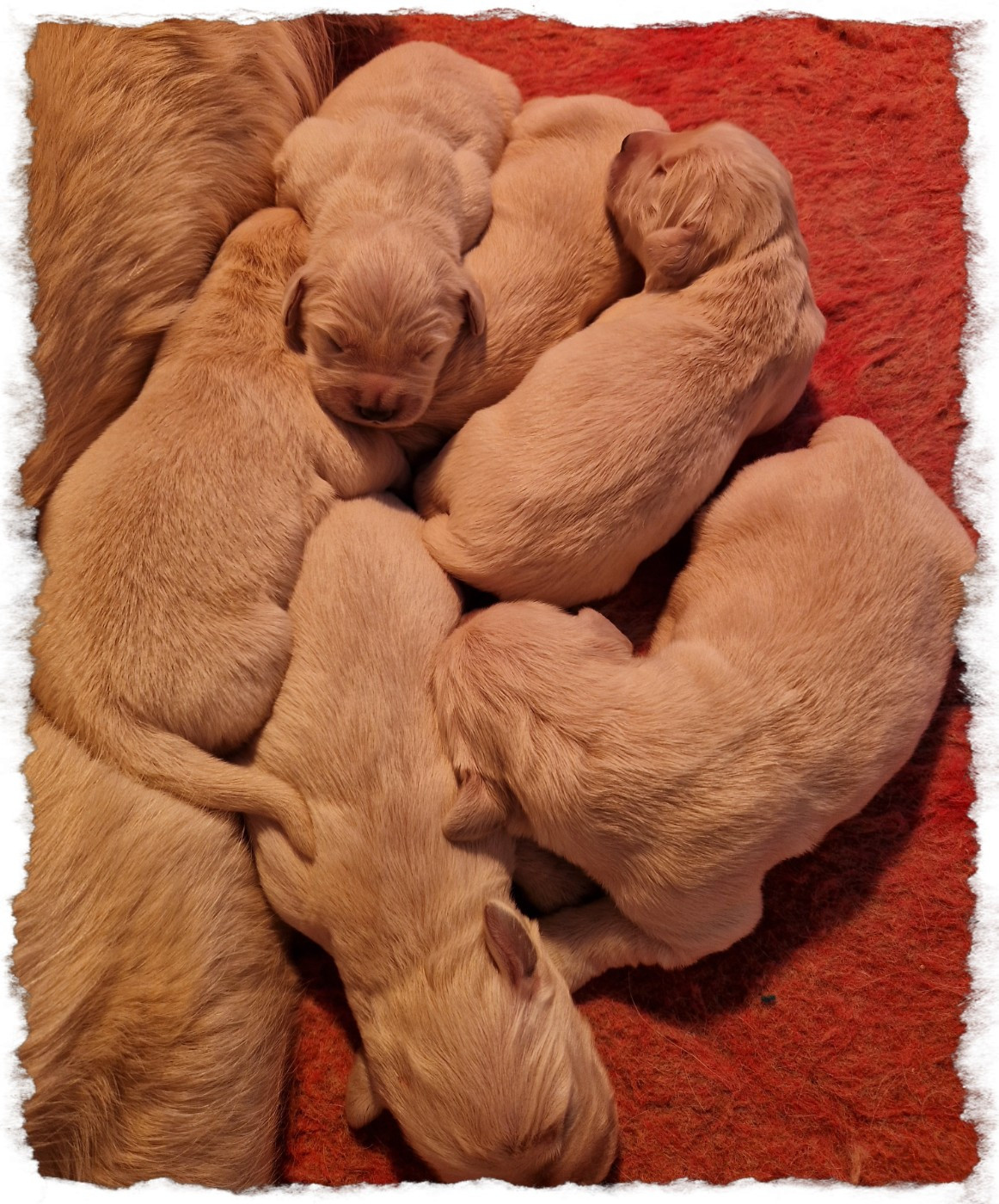 of three love angel - Golden Retriever - Portée née le 31/12/2025