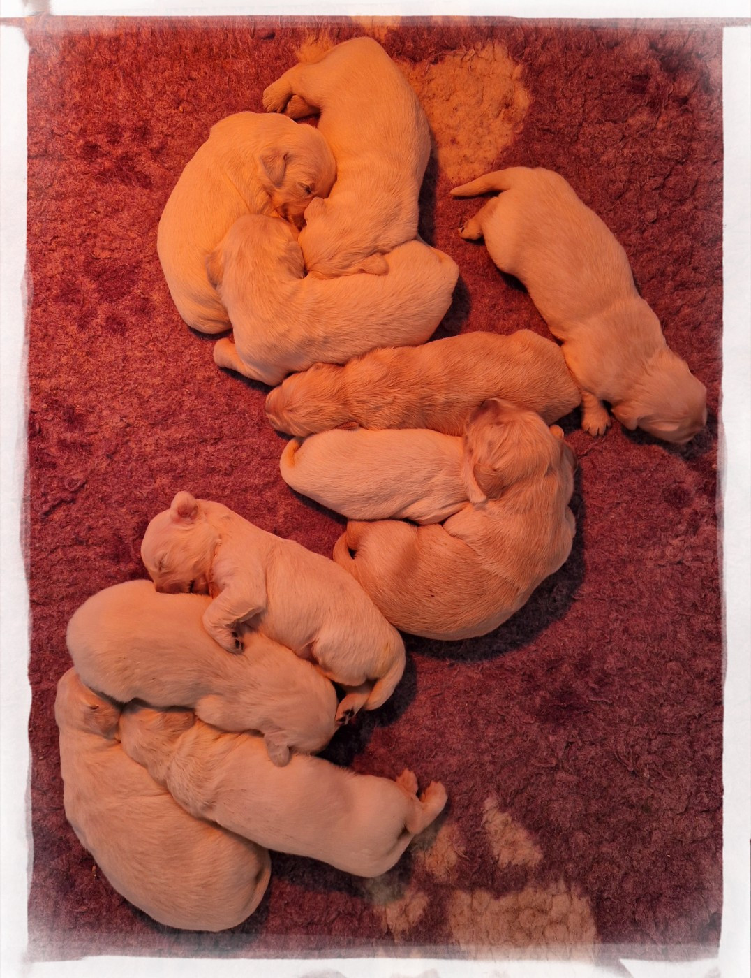 of three love angel - Golden Retriever - Portée née le 06/01/2026